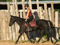 Kobyła, Quarter Horse — zdjęcie 6