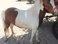 Mare, Horses — photo 3