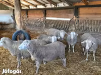 Kos, Merino sheep — 1. fotó