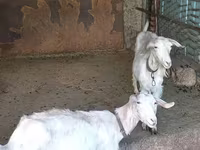 Cabra, Cabras — foto 6