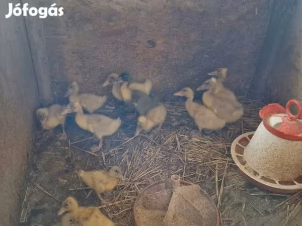Ducks — Hungary