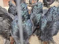 براهما — الصورة 3