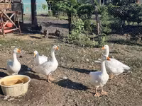 Geese — zdjęcie 2