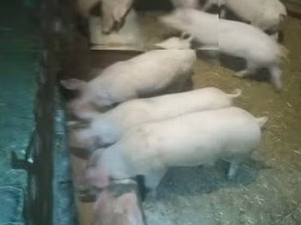 Porcs (lot, sexe non indiqué), Porcs — Hongrie