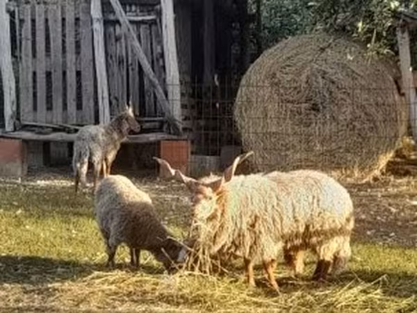 Oveja, Racka sheep — Hungría