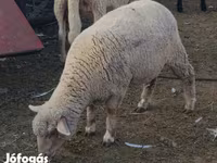Schaf, Schafe — Foto 1