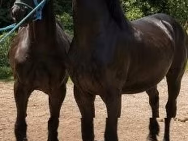 公马, Friesian