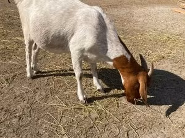 Nőstény kecske, Boer goat