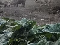 母猪, Pigs — 照片 5
