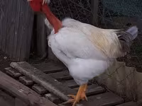 Chickens — 照片 6