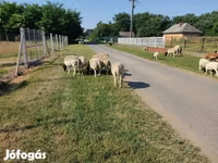 Kos, Dorper sheep — 8. fotó