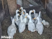 Ducks — Foto 1