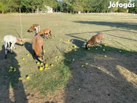 كبش, Cameroon sheep — الصورة 2