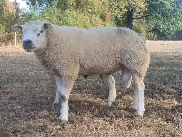 Kos, Texel sheep