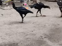 Chickens — 2. fotó