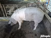 公猪, Крупная белая — 照片 5