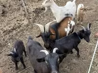 山羊（批次，未指定性别）, Goats — 照片 1