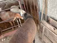 Baran, Blackheaded Persian sheep — zdjęcie 6