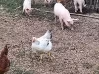 Pigs (batch, sex not specified), Pigs — photo 5