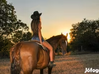 Kanca, Dutch warmblood horse — 3. fotó
