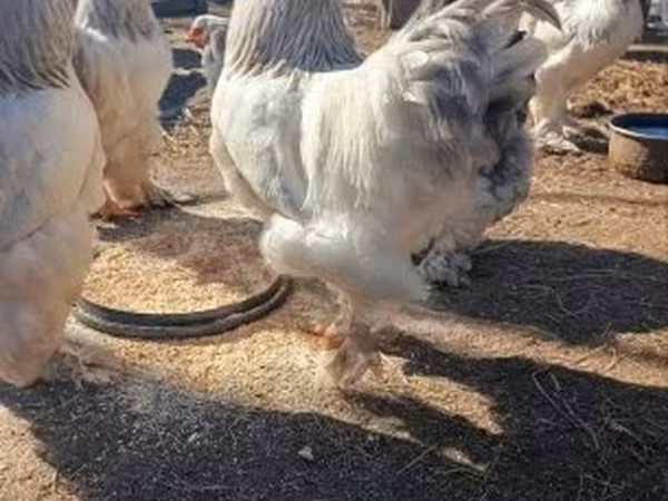 براهما