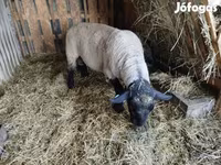 Kos, White Suffolk sheep — 3. fotó