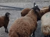Kos, Karakul sheep — 3. fotó