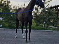 Hing, Akhal-Teke — 2. fotó