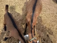Bode, Alpine goat — foto 6