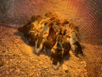 Ducks — Foto 1