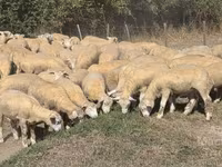 Schaf, Ile-de-France sheep — Foto 2