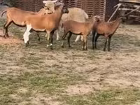 Schaf, Cameroon sheep — Foto 2