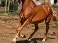 حصان, الخيول — الصورة 2