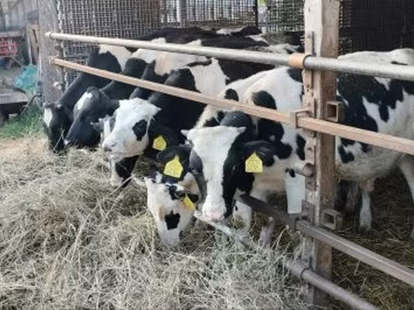Bika, Holstein fajta — Magyarország