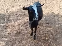 母山羊, Goats — 照片 5