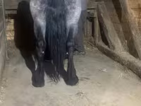 فرس, Polish Heavy — الصورة 5