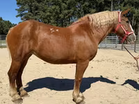Caballo, Belgian Draught — foto 1