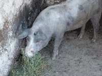 Boar, Pigs — photo 3