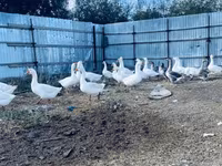 Geese — फ़ोटो 4