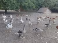 Geese — photo 2