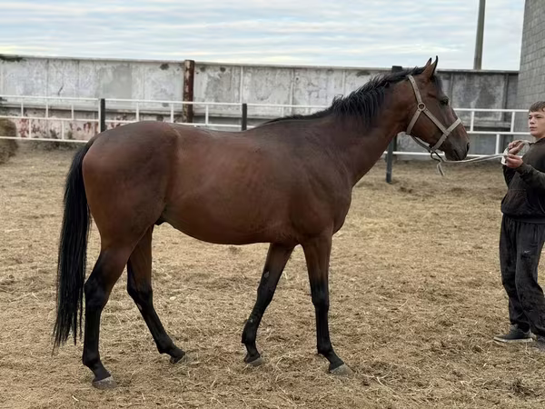 Hing, Thoroughbred horse