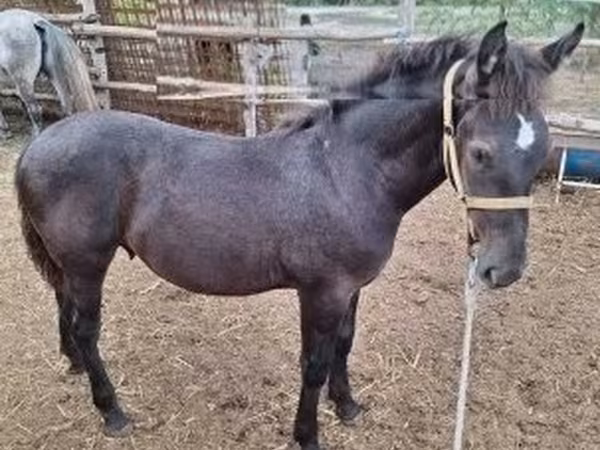 Horse (M), Horses