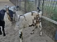 Kozel, Nubian Goat — foto 5