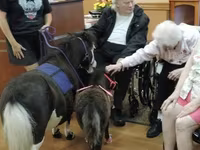 Stute, Miniature horse — Foto 1