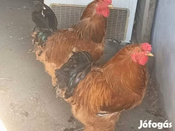 Датская несушка