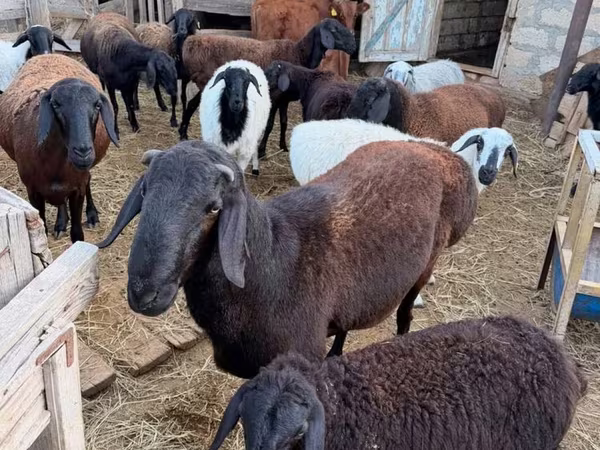Carnero, Hissar sheep