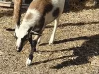 Kos, Cameroon sheep — 2. fotó