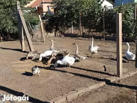Geese — الصورة 1