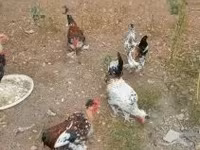 Chickens — الصورة 5
