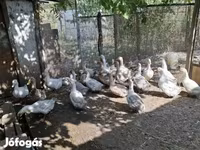 Ducks — फ़ोटो 2